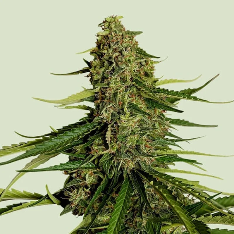 saltonverde2906643