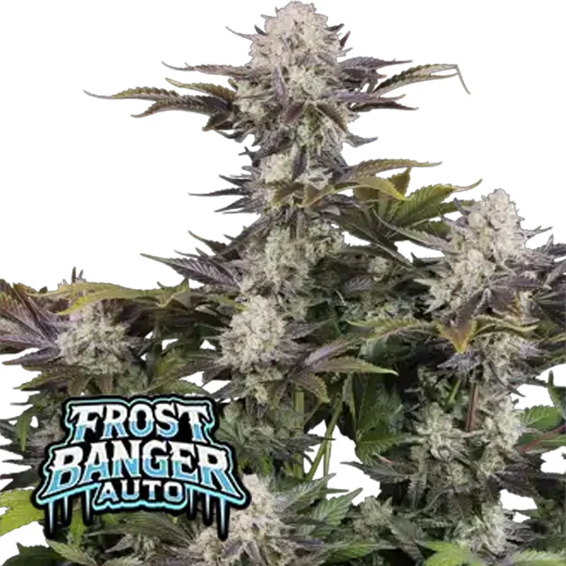 saltonverde2906664