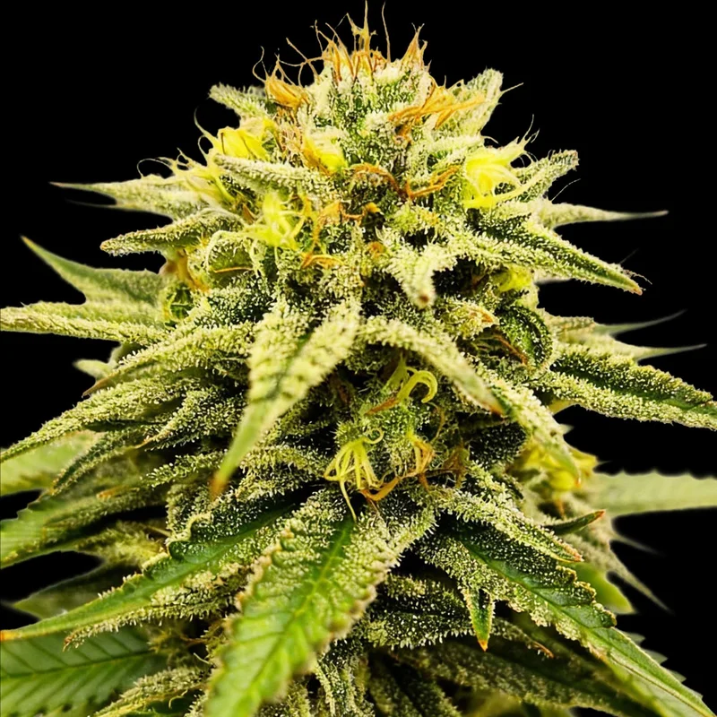 saltonverde2907426