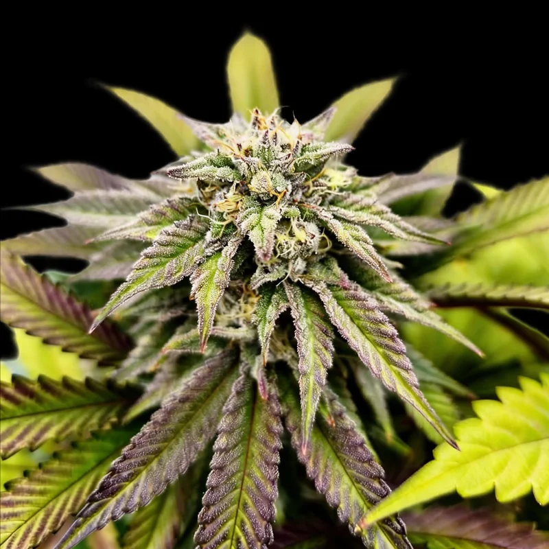 saltonverde2907540