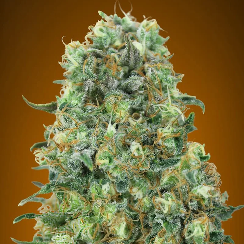 saltonverde2908658