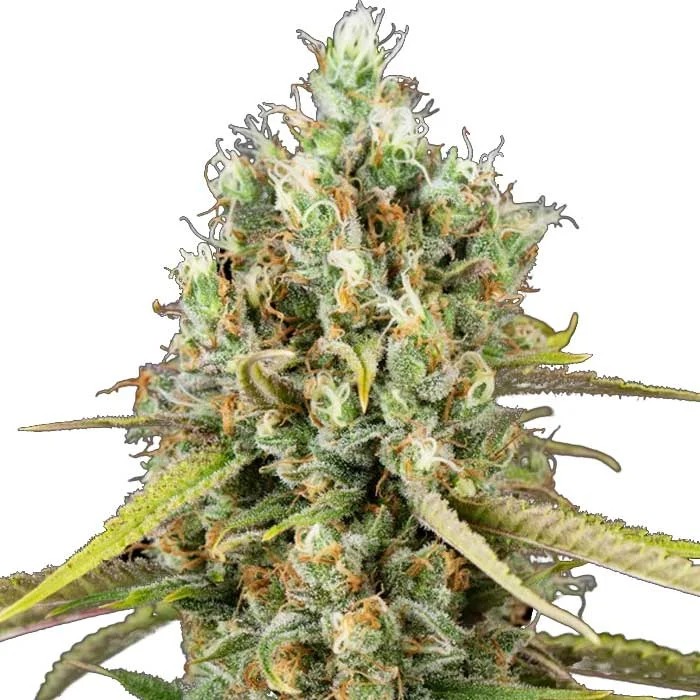 saltonverde2908838