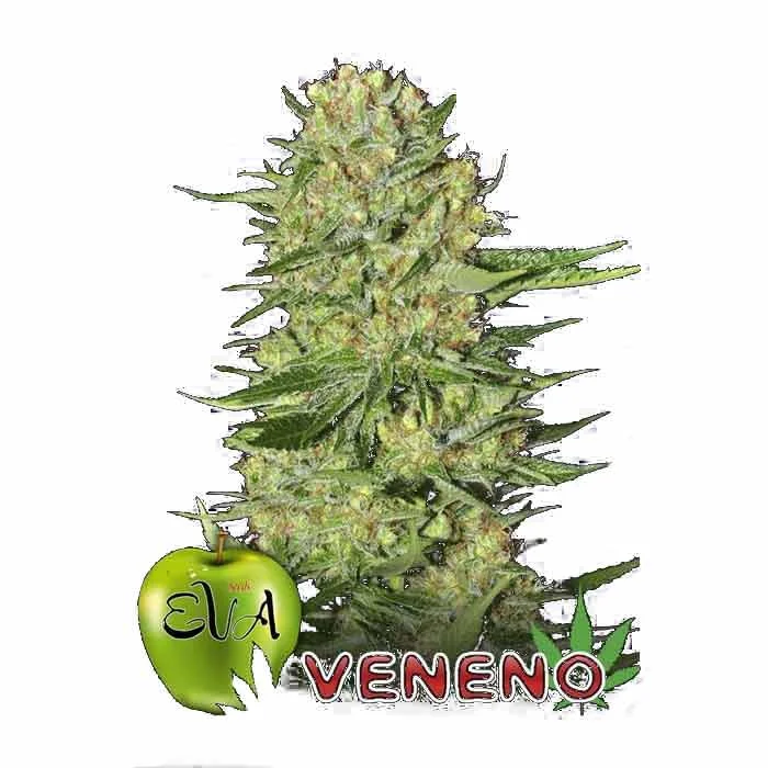 saltonverde2908877