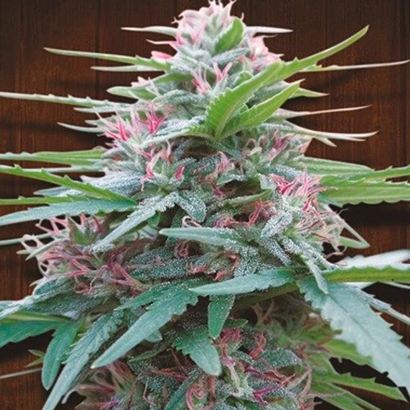 saltonverde2910207