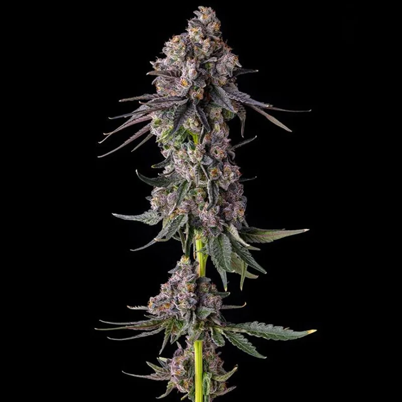 saltonverde2912033