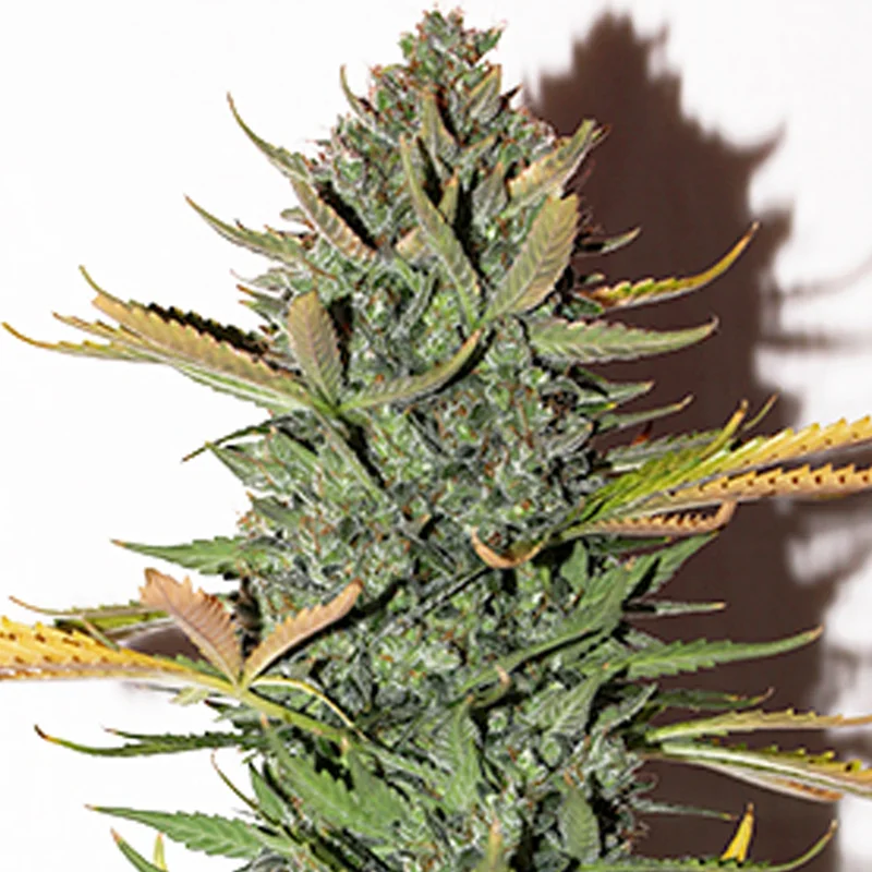 saltonverde2912503