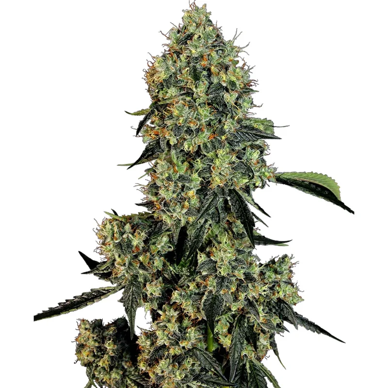 saltonverde2912671