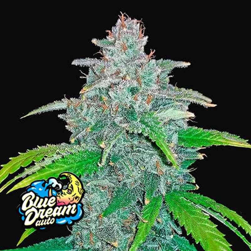 saltonverde2912866