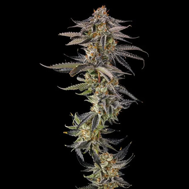 saltonverde2913449