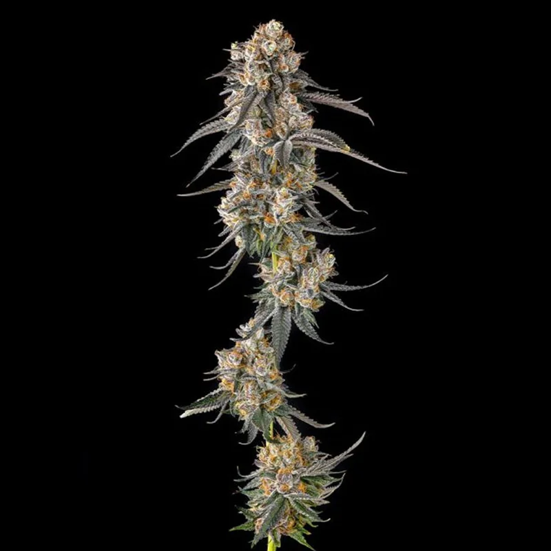 saltonverde2913541