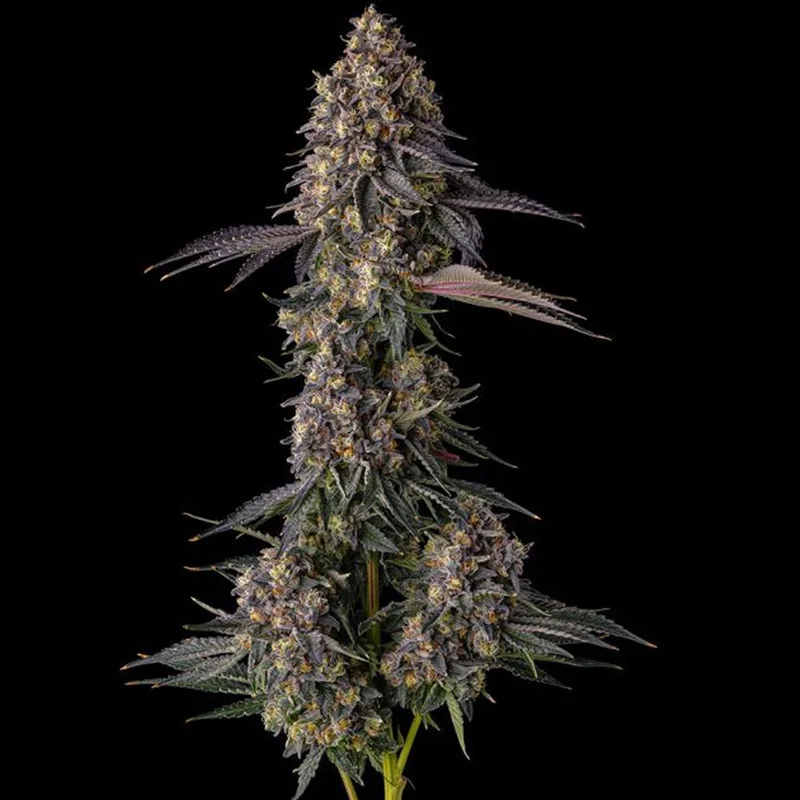 saltonverde2913776