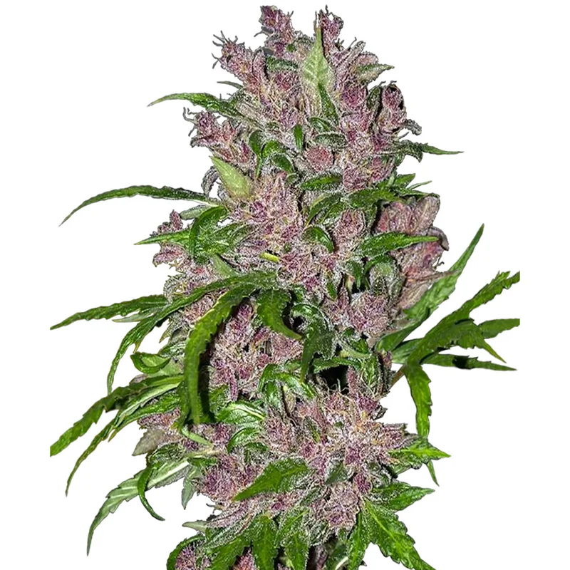 saltonverde2914765