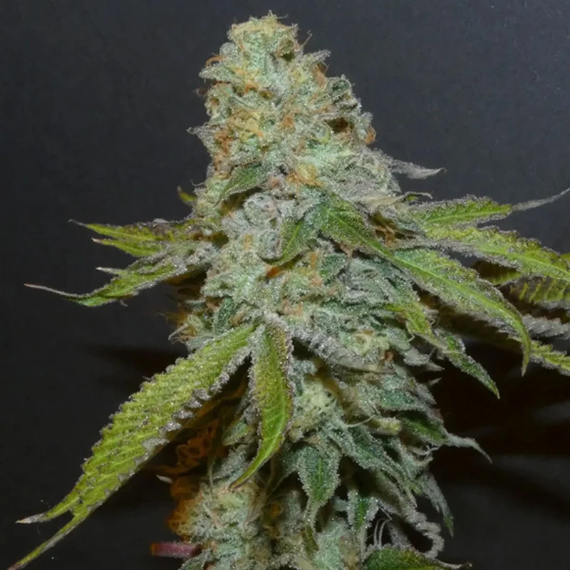saltonverde2916004
