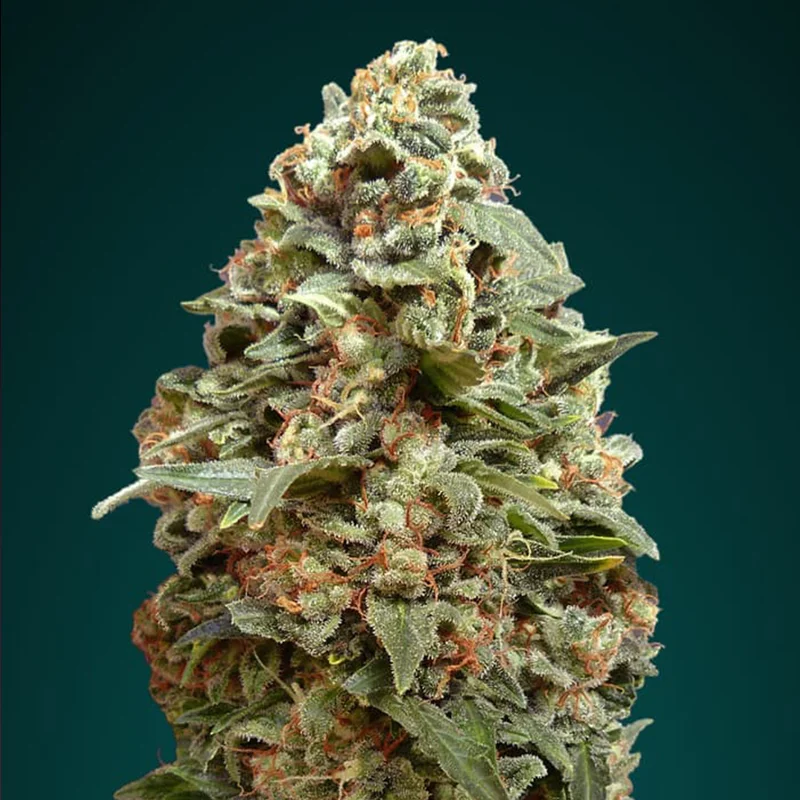saltonverde2918414