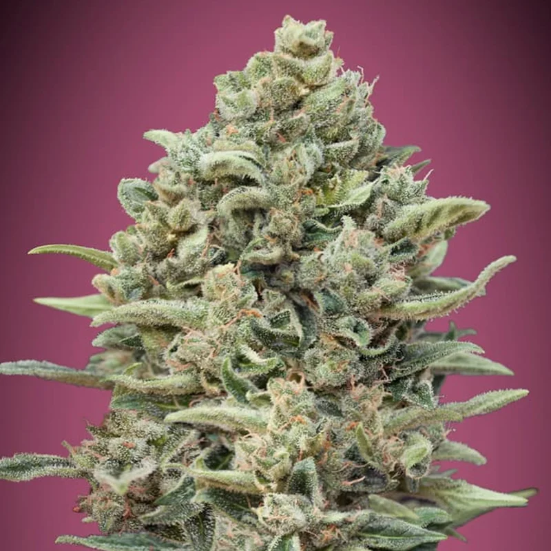 saltonverde2921639