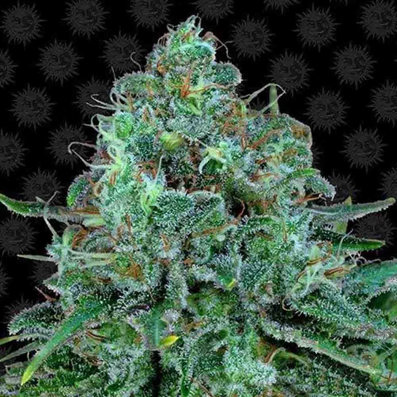 saltonverde2922702