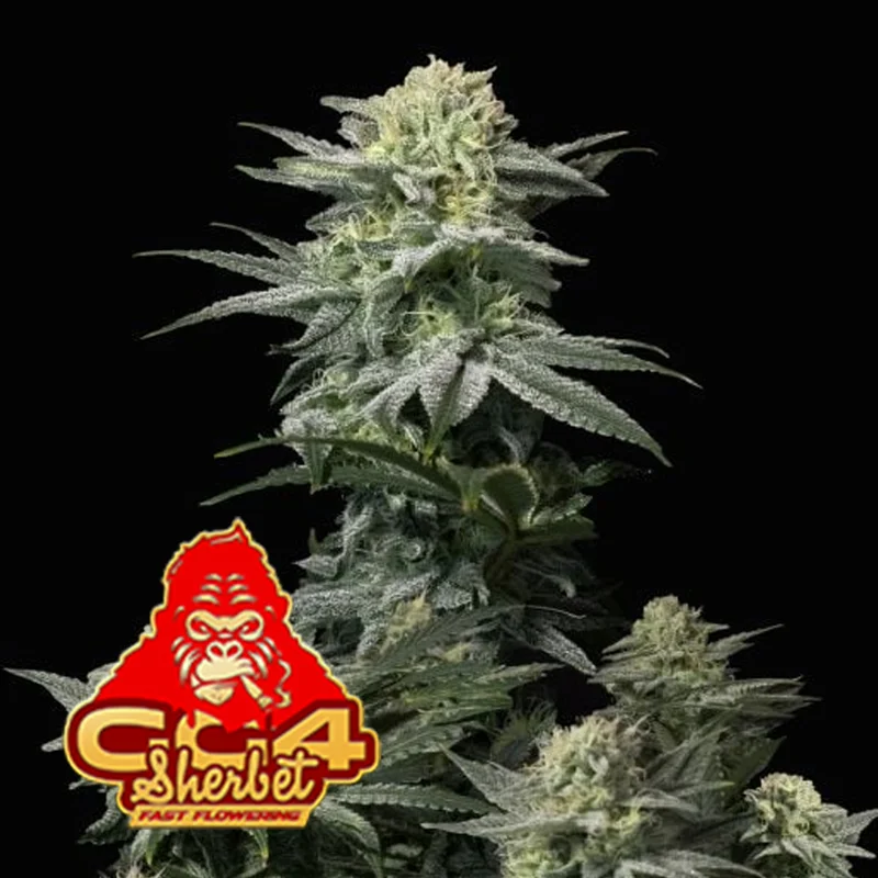 saltonverde2922839