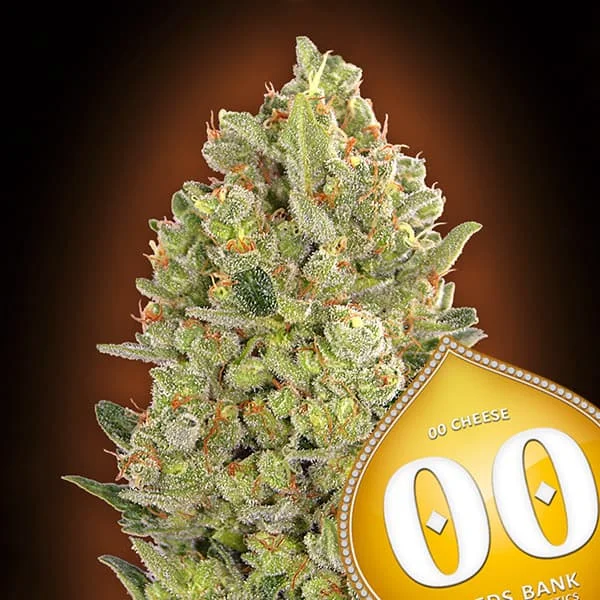 saltonverde2925005