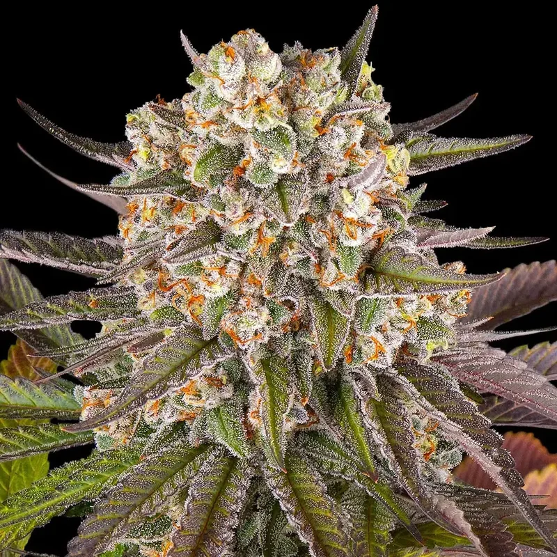 saltonverde2927291