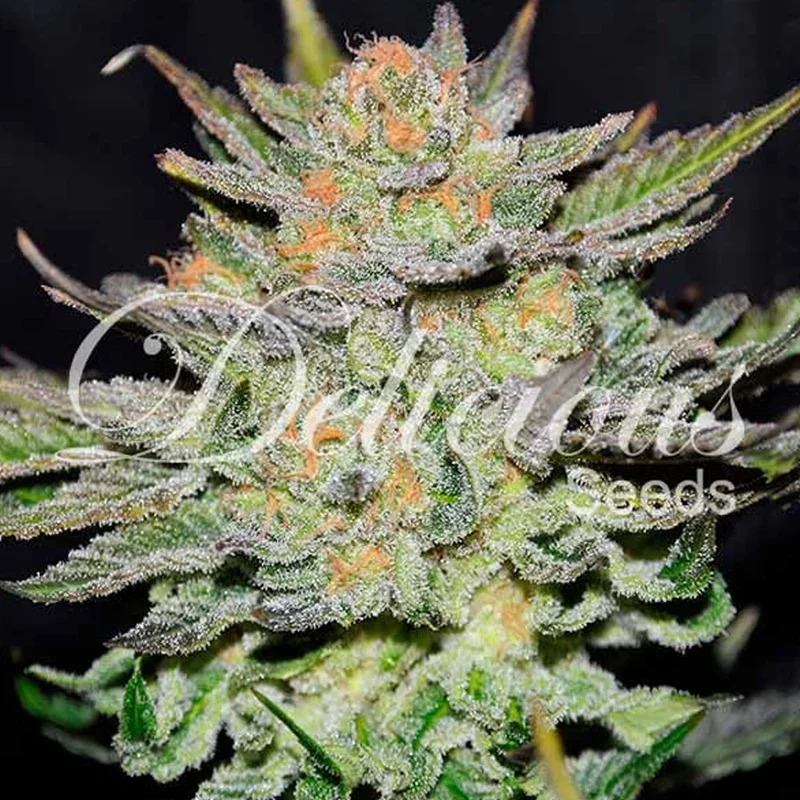 saltonverde2927408